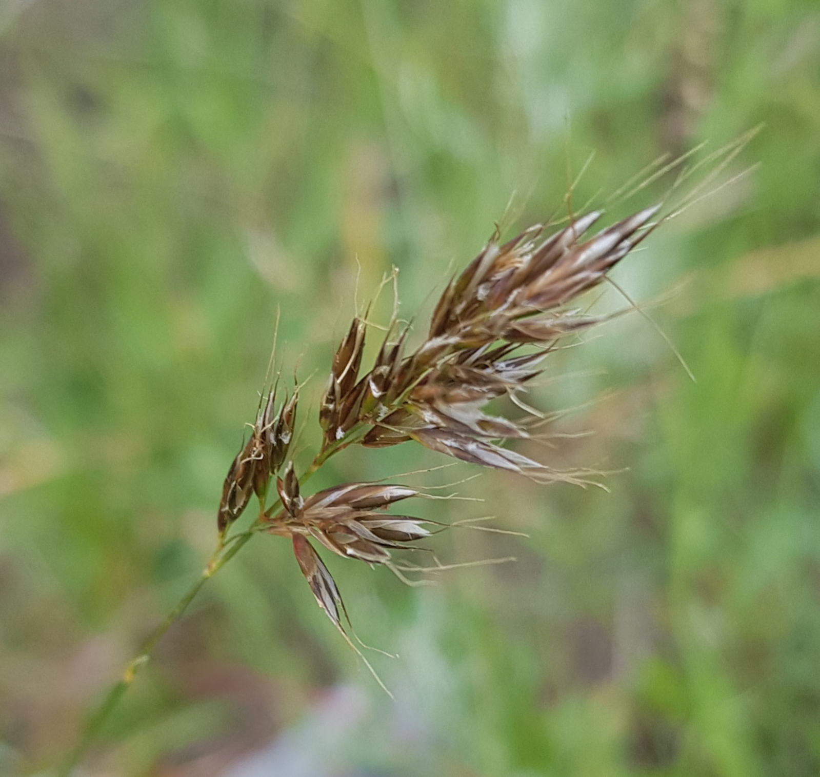 Trisetum altaicum