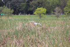 Egretta thula