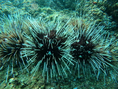 Astropyga pulvinata