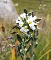 Draba incana