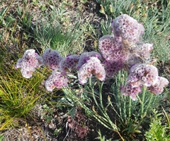 Goniolimon speciosum