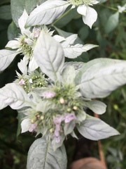 Pycnanthemum albescens