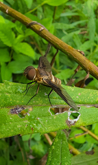 Exoprosopa brevirostris