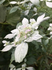 Pycnanthemum albescens