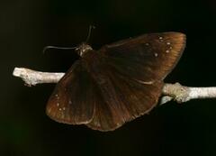 Ephyriades brunnea floridensis