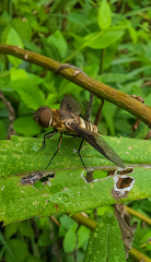 Exoprosopa brevirostris