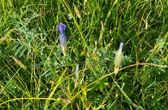 Gentianopsis barbata