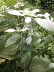 Pycnanthemum albescens