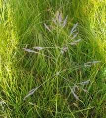 Poa subfastigiata