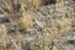 Ammospermophilus leucurus