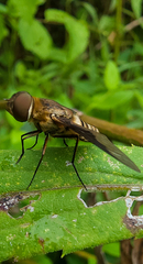 Exoprosopa brevirostris