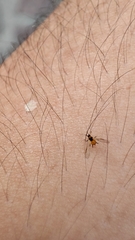 Insecta