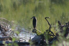 Nycticorax nycticorax