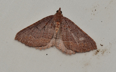 Chrysolarentia trygodes