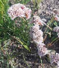 Goniolimon speciosum