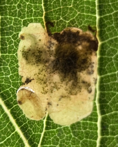 Antispila oinophylla photo 3