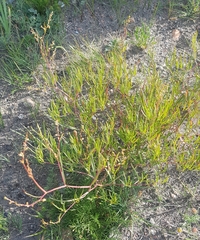 Persicaria angustifolia