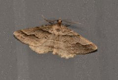 Syneora cheleuta