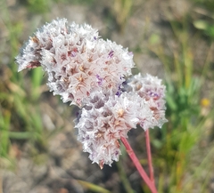 Goniolimon speciosum