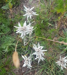Leontopodium leontopodioides
