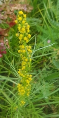Artemisia palustris