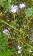 Dontostemon integrifolius