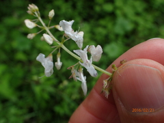 Plectranthus grallatus