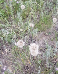 Allium leucocephalum