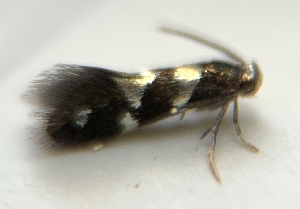 Antispila oinophylla