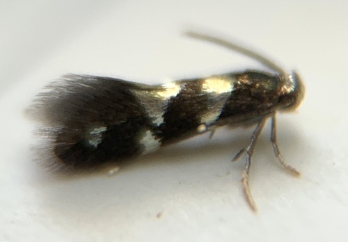 Aspilanta oinophylla