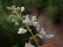 Plectranthus grallatus