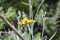 Senecio stoechadiformis