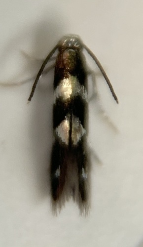 Antispila oinophylla photo 2