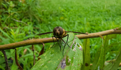 Exoprosopa brevirostris