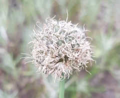 Allium altaicum