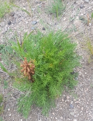 Orobanche coerulescens