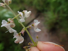 Plectranthus grallatus