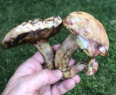 Boletus patrioticus