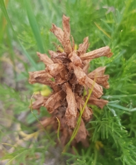 Orobanche coerulescens