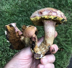 Boletus patrioticus