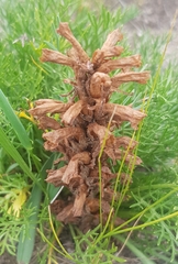 Orobanche coerulescens