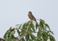 Emberiza cioides