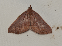 Chrysolarentia trygodes