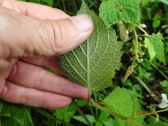 Plectranthus grallatus