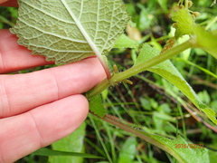 Plectranthus grallatus