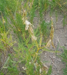 Astragalus mongholicus