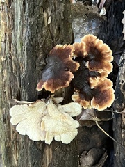 Lentinellus castoreus