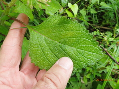 Plectranthus grallatus
