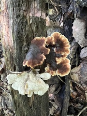 Lentinellus castoreus