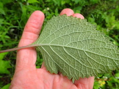 Plectranthus grallatus